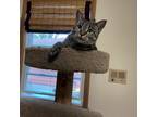 Adopt MK Fisher- Bonded to Pallas a Brown or Chocolate Domestic Shorthair /