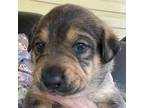 Adopt Bruiser a Labrador Retriever, Basset Hound