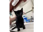 Adopt Funyon a All Black Domestic Shorthair / Mixed (short coat) cat in