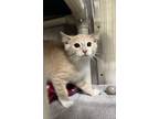 Adopt Howard a Cream or Ivory (Mostly) Domestic Shorthair / Mixed (short coat)