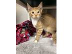 Adopt Hermes a Orange or Red (Mostly) Domestic Shorthair / Mixed (short coat)