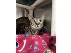 Adopt Jessie a Brown Tabby Domestic Shorthair / Mixed (short coat) cat in
