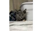 Adopt Sweet Pea a Calico or Dilute Calico Domestic Shorthair / Mixed (short
