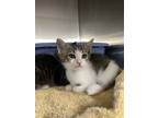Adopt Mila a Brown Tabby Domestic Shorthair / Mixed (short coat) cat in