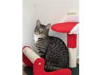Adopt Mac a Brown Tabby Domestic Shorthair / Mixed (short coat) cat in