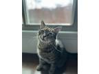 Adopt Bobby a Brown Tabby Domestic Shorthair / Mixed (short coat) cat in