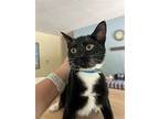 Adopt Daren a Black & White or Tuxedo Domestic Shorthair / Mixed (short coat)