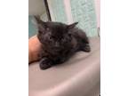 Adopt Asphalt-kitten a All Black Domestic Longhair / Mixed (long coat) cat in