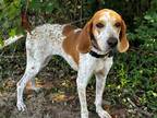 Adopt DAISY GIRL a White - with Red, Golden, Orange or Chestnut Bluetick
