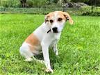 Adopt PUPPY THREE AMIGOS HANK a White - with Tan, Yellow or Fawn Hound (Unknown