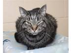 Adopt Pawpas - 28255 a Gray, Blue or Silver Tabby Domestic Shorthair / Mixed