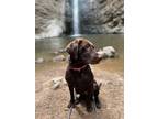 Adopt Melanie a Brown/Chocolate Labrador Retriever / Mixed dog in Caldwell