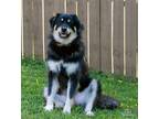 Adopt VENUS a Black - with Tan, Yellow or Fawn Tibetan Mastiff / Mixed dog in