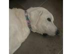 Adopt Rose Quartz a White - with Tan, Yellow or Fawn Great Pyrenees / Mixed dog
