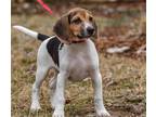 Adopt PUPPY HOLSTEIN a Tan/Yellow/Fawn - with White Beagle / Mixed dog in Spring