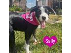 Adopt Sally a Black Schnauzer (Standard) / Border Collie / Mixed dog in Flower