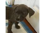 Adopt Brownster (Edmond) (Figgy) a Pit Bull Terrier