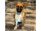 Adopt Gumbo (Butterfinger) a Mixed Breed