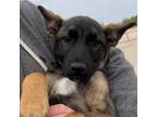 Adopt Jiffy (Waylon) a German Shepherd Dog