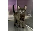 Adopt Ozarka a All Black Domestic Shorthair / Domestic Shorthair / Mixed cat in