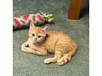 Adopt Taffy a Orange or Red Domestic Shorthair / Mixed cat in Durham