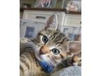 Adopt Consuela a Domestic Shorthair / Mixed (short coat) cat in Brainardsville