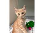 Adopt Mario a Domestic Shorthair / Mixed (short coat) cat in Genoa