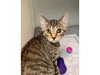Adopt Bailey a Domestic Shorthair / Mixed (short coat) cat in Genoa