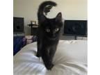 Adopt Victoria a All Black Domestic Mediumhair / Mixed (medium coat) cat in Los