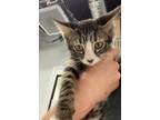 Adopt Princess Nala a Brown or Chocolate Domestic Shorthair / Domestic Shorthair