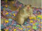 Adopt Rufus a White Gerbil / Gerbil / Mixed small animal in Bowling Green
