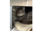 Adopt Chavo a Gray or Blue Domestic Mediumhair / Domestic Shorthair / Mixed cat