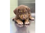 Adopt Baby Angel a Brown/Chocolate Hound (Unknown Type) / Labrador Retriever /