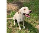 Adopt Snowball a Retriever