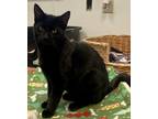 Adopt Toothless a Domestic Shorthair / Mixed (short coat) cat in Clinton