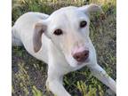 Adopt CARMEN a White - with Tan, Yellow or Fawn Husky / Pointer / Mixed dog in