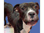 Adopt MOXIE AKA GINGER a Black - with White Boxer / Mixed dog in Tucson