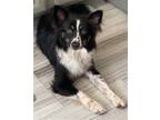 Adopt Lulu a Black - with White Australian Shepherd / Mixed dog in Irvine