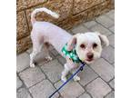 Adopt Dakota a White Tea Cup Poodle / Havanese / Mixed dog in Irvine