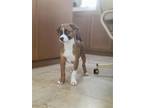 Adopt Caroline a Tricolor (Tan/Brown & Black & White) Boxer / Mixed dog in