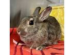 Adopt Dorothy a American / Mixed rabbit in Burnaby, BC (38943312)