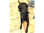 Adopt Zola perfect 40 pound turn key Girlie! a Black Labrador Retriever / Mixed
