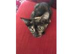 Adopt Cookie a Tortoiseshell Domestic Shorthair (short coat) cat in La Quinta