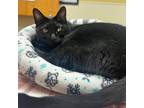 Adopt Venus a All Black Domestic Shorthair / Mixed cat in Merriam, KS (38959700)