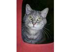 Adopt Jake & Elwood a Gray or Blue Domestic Shorthair / Mixed (short coat) cat