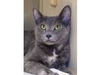 Adopt Gemma a Gray or Blue Russian Blue / Mixed (short coat) cat in Tulsa