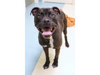 Adopt Shadow a Black American Staffordshire Terrier / Mixed dog in Chicago