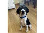 Adopt Ozzy a White - with Tan, Yellow or Fawn Coonhound (Unknown Type) / Mixed