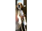 Adopt Elvis a Tan/Yellow/Fawn Beagle / Mixed dog in Bowling Green, KY (39029683)