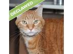Adopt Tigger a Domestic Shorthair / Mixed cat in Des Moines, IA (38936551)